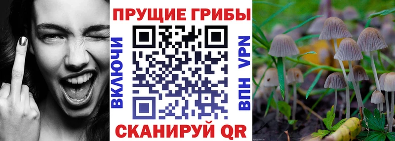 магазин продажи   Первоуральск  Псилоцибиновые грибы Psilocybe 